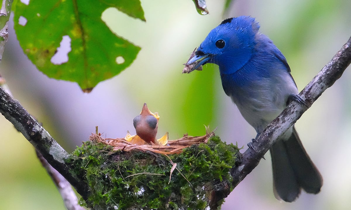 Le foto più belle del 2016 – Lo spettacolo della natura