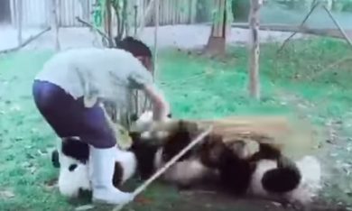 Su un panda vuole giocare, non puoi sfuggirgli!