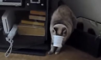 Gatti incastrati in oggetti