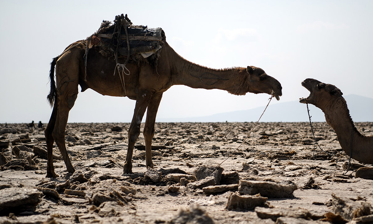 Etiopia, viaggio fotografico nella Depressione della Dancalia Etiopia, viaggio fotografico nella Depressione della Dancalia