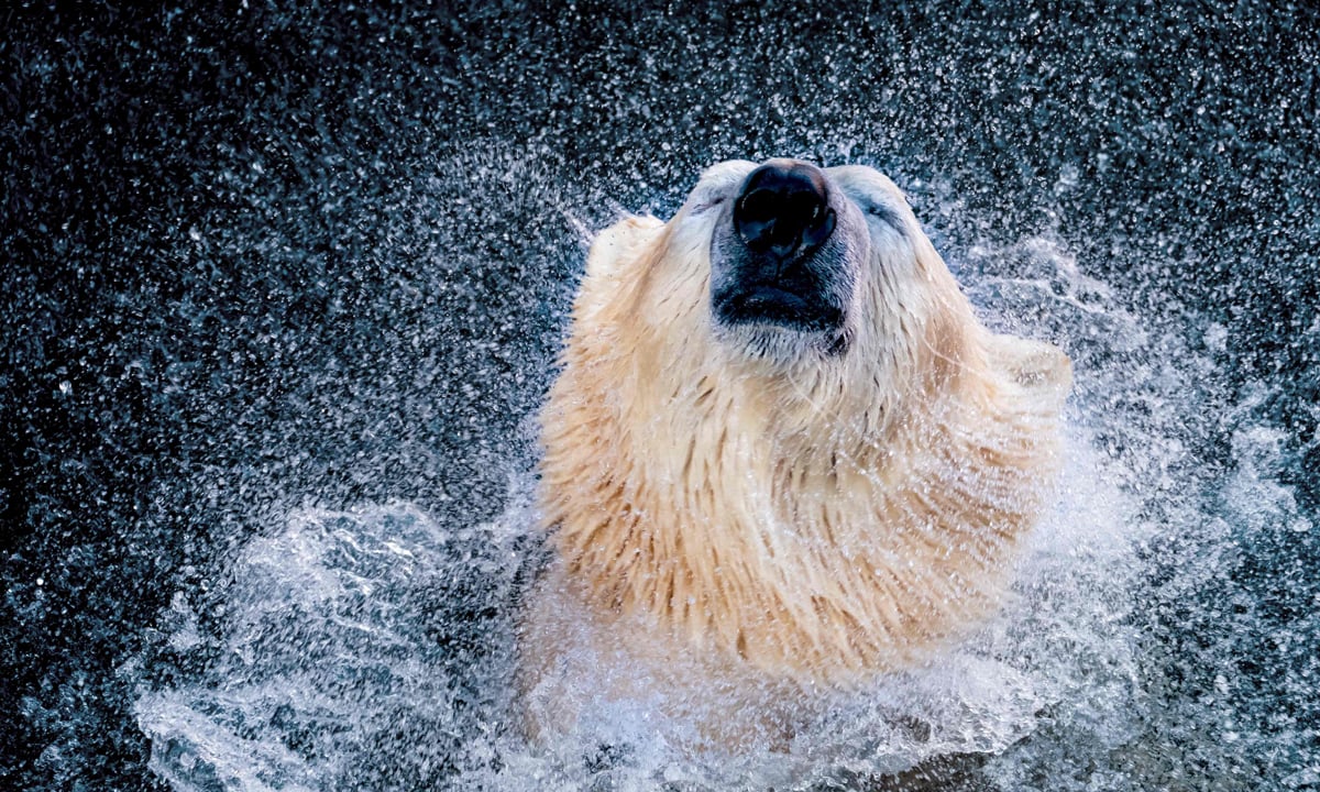 ANIMALI, le foto più belle del mese – Gennaio 2017