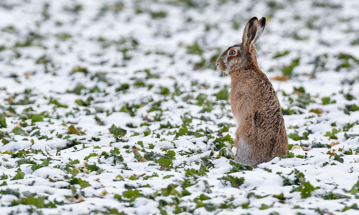 ANIMALI, le foto più belle del mese – Gennaio 2017