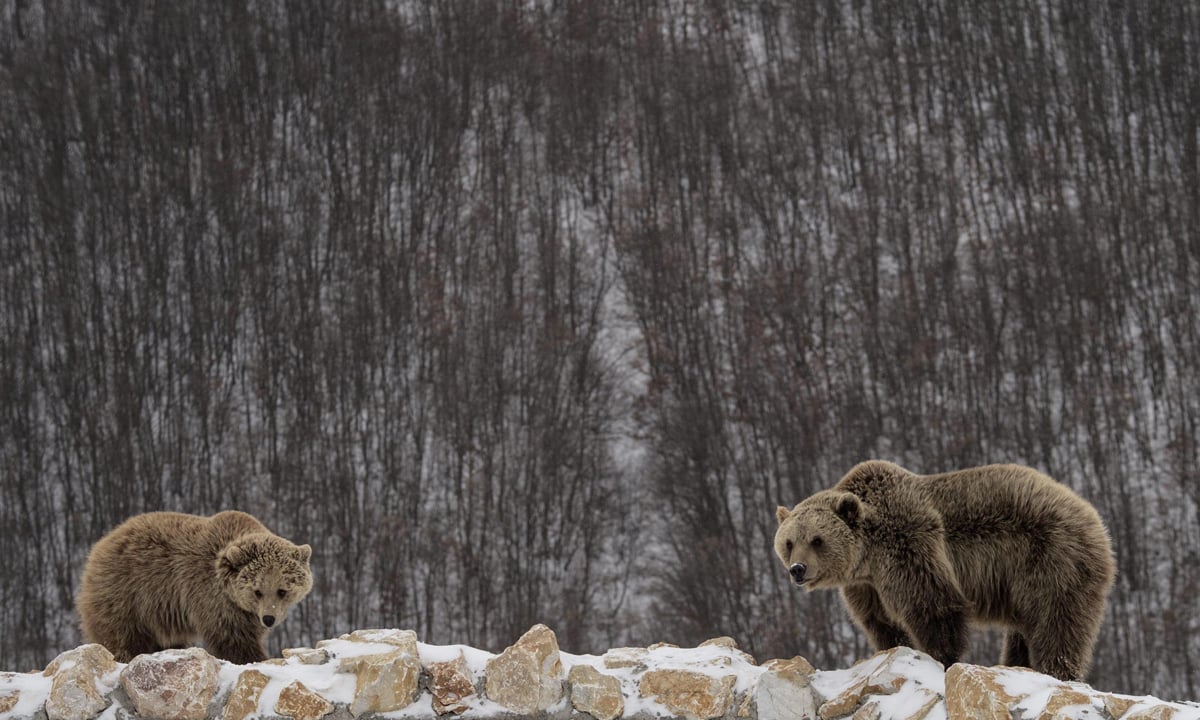 ANIMALI, le foto più belle del mese – Gennaio 2017