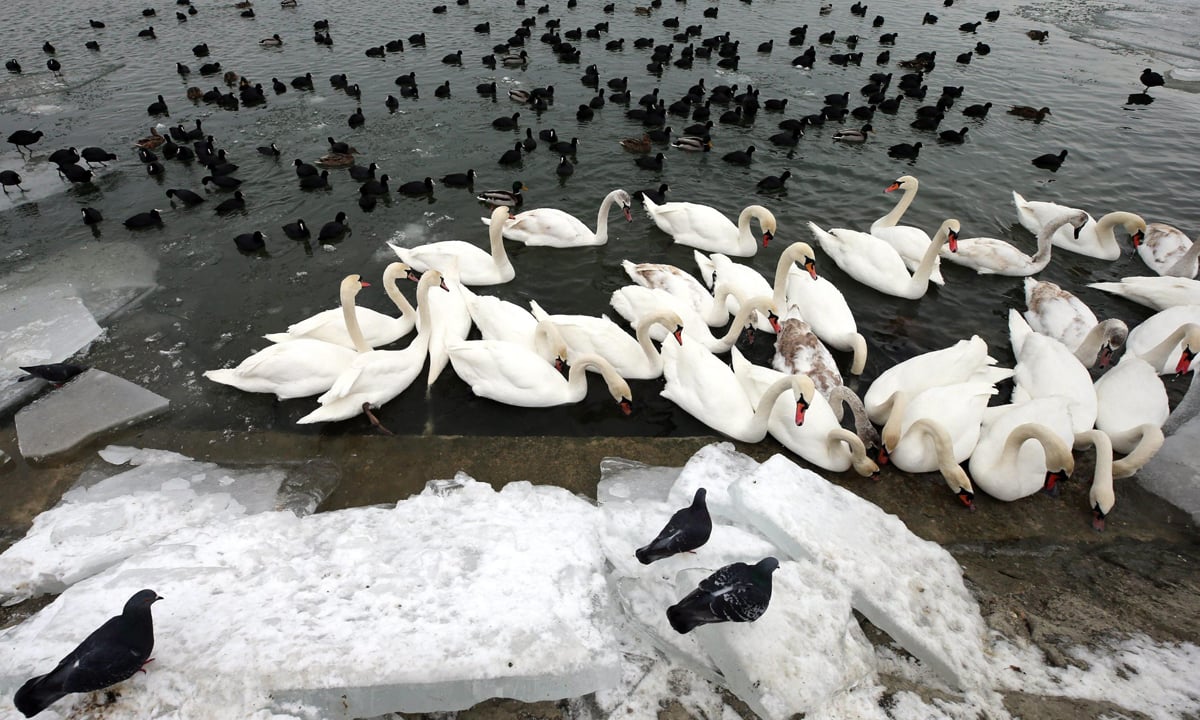 ANIMALI, le foto più belle del mese – Gennaio 2017