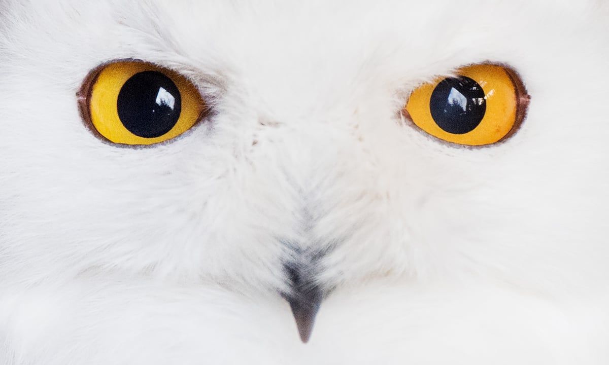 ANIMALI, le foto più belle del mese – Gennaio 2017