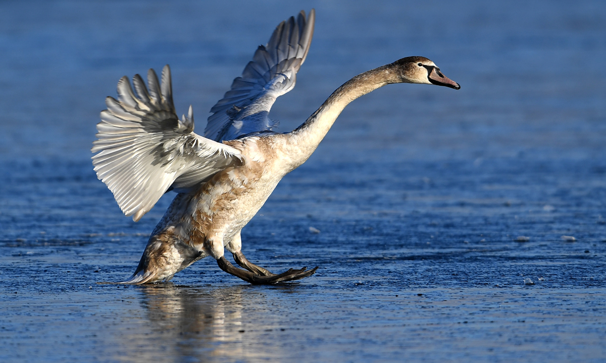 ANIMALI, le foto più belle del mese – Gennaio 2017