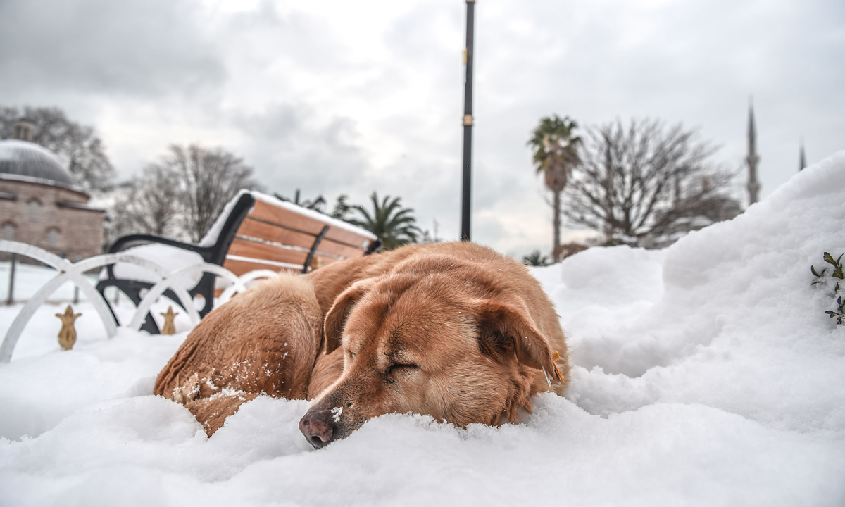 ANIMALI, le foto più belle del mese – Gennaio 2017