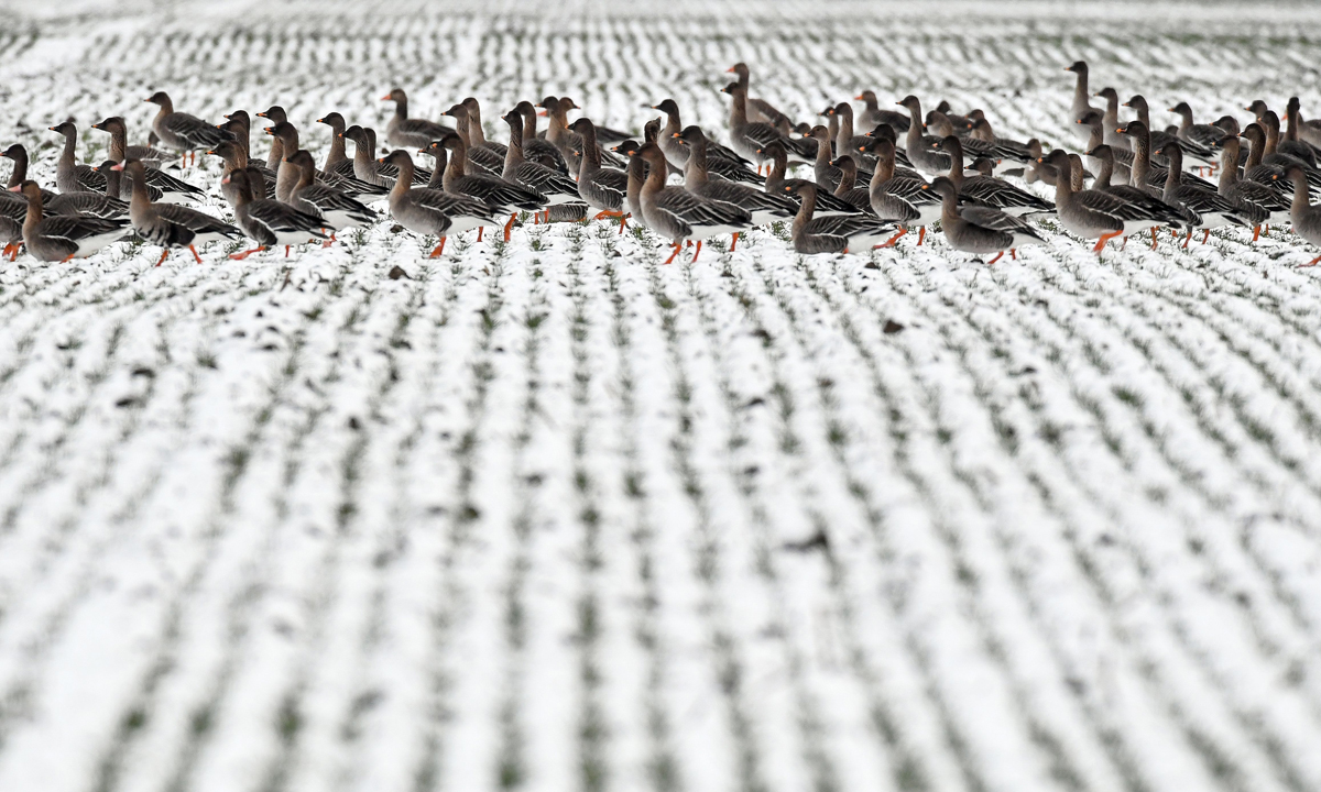 ANIMALI, le foto più belle del mese – Gennaio 2017