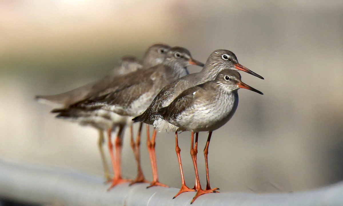 ANIMALI, le foto più belle del mese – Gennaio 2017