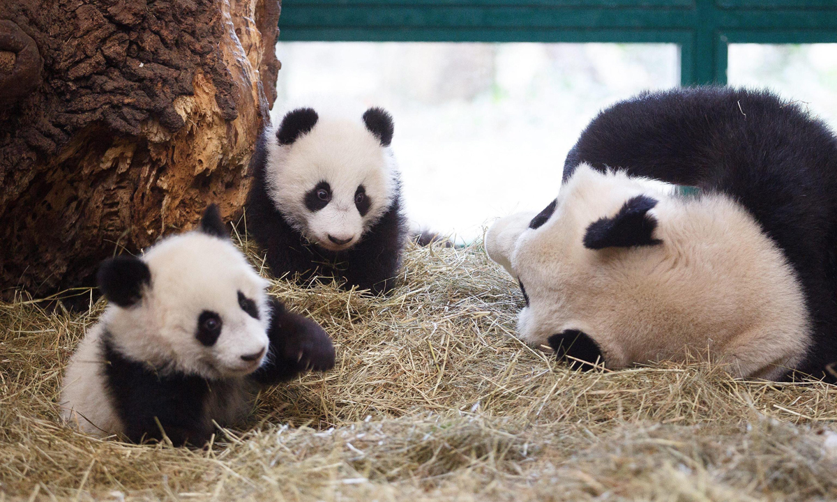 ANIMALI, le foto più belle del mese – Gennaio 2017