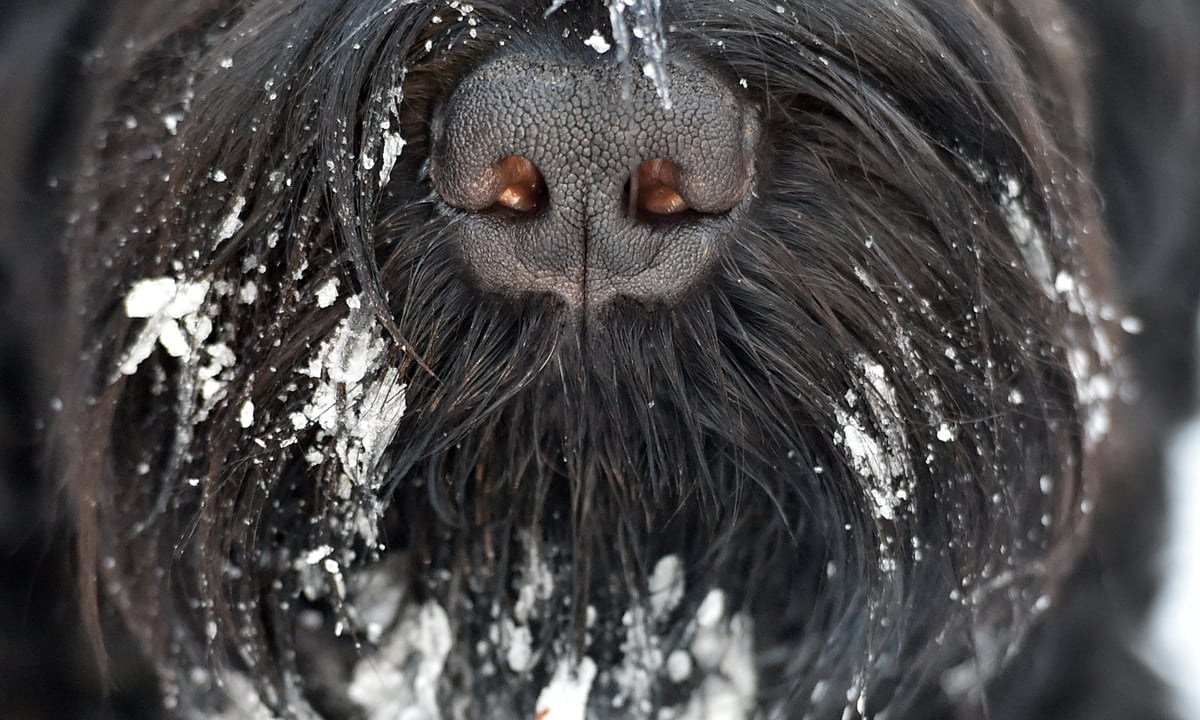 ANIMALI, le foto più belle del mese – Gennaio 2017