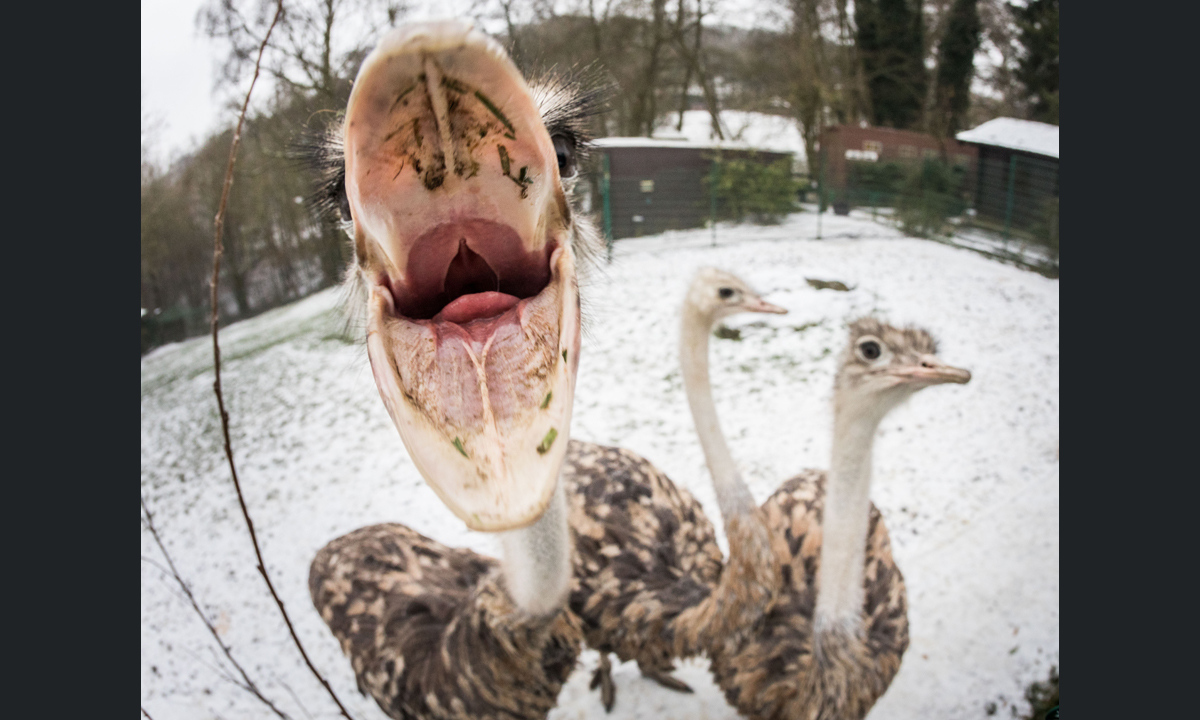 ANIMALI, le foto più belle del mese – Gennaio 2017
