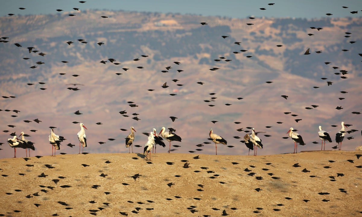 ANIMALI, le foto più belle del mese – Gennaio 2017