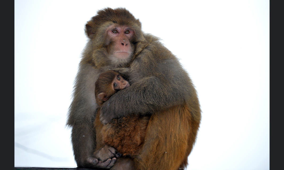 ANIMALI, le foto più belle del mese – Gennaio 2017