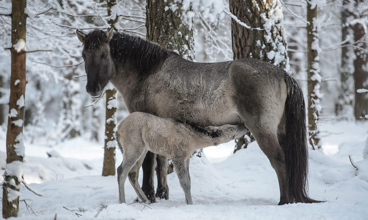 ANIMALI, le foto più belle del mese – Gennaio 2017