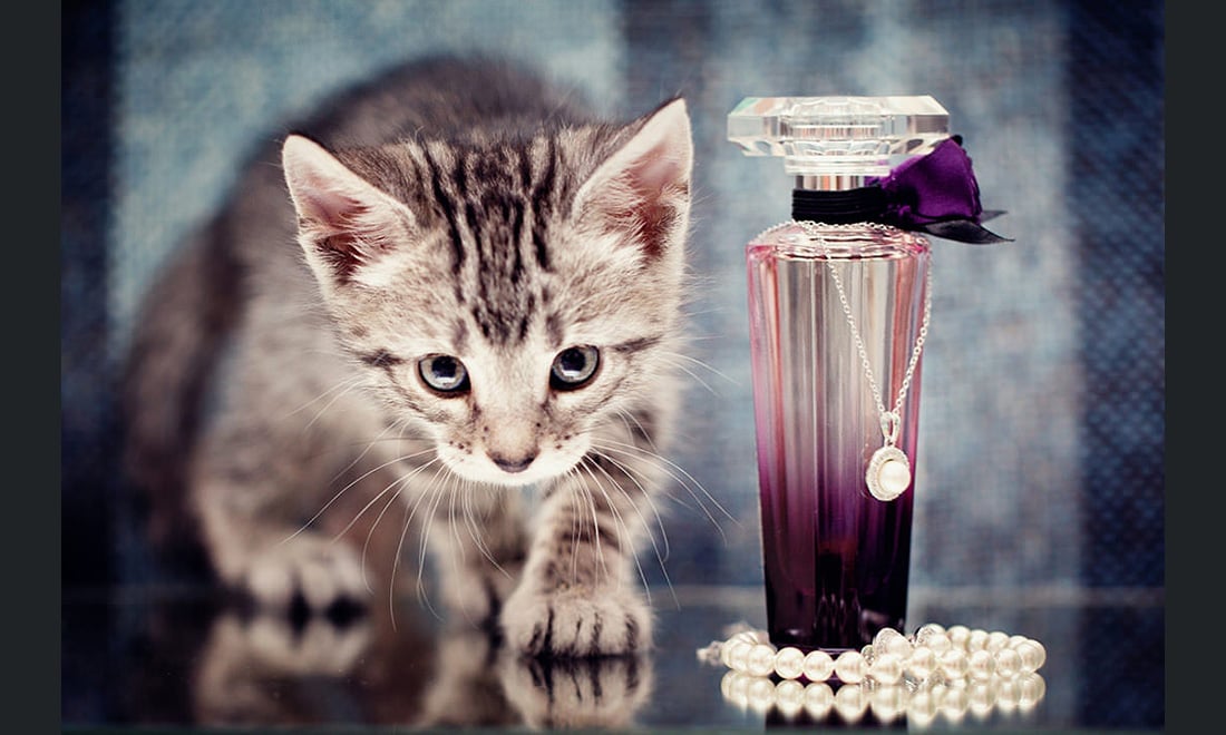 Le più belle foto di matrimonio del 2016