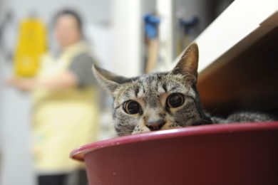 Assicurare un cane o un gatto: tutto quello che c’è da sapere