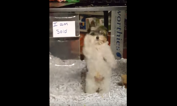 La danza del cane felice