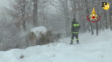 Maltempo: cibo agli animali nella neve