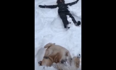 Il cane che fa l’angelo di neve