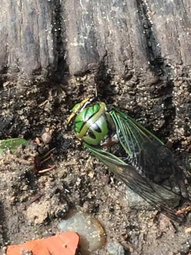 Grazie a tizio non c’è caio