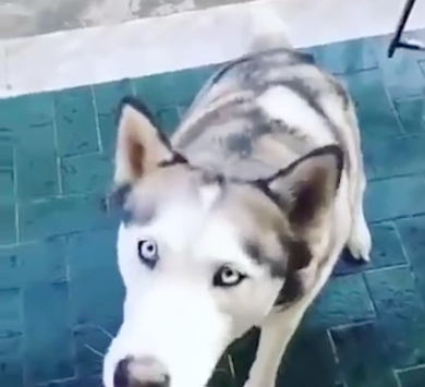 Il cane parla e dice parolacce in napoletano