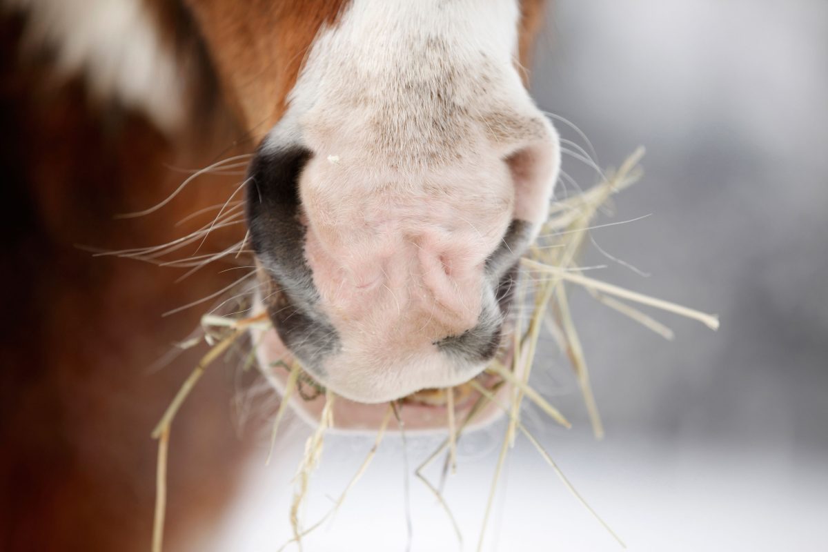 I 10 (+2) lavori peggiori al mondo I 10 (+2) lavori peggiori al mondo