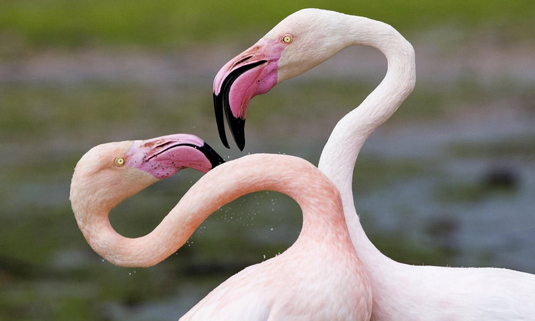 ANIMALI, le foto più belle del mese – Febbraio 2017