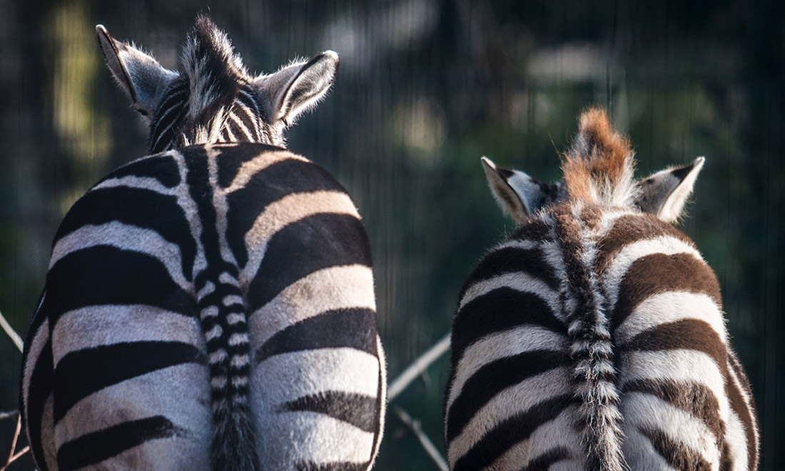 ANIMALI, le foto più belle del mese – Febbraio 2017