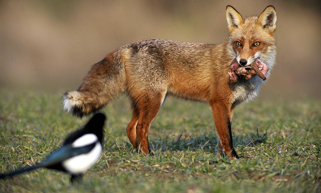 ANIMALI, le foto più belle del mese – Febbraio 2017