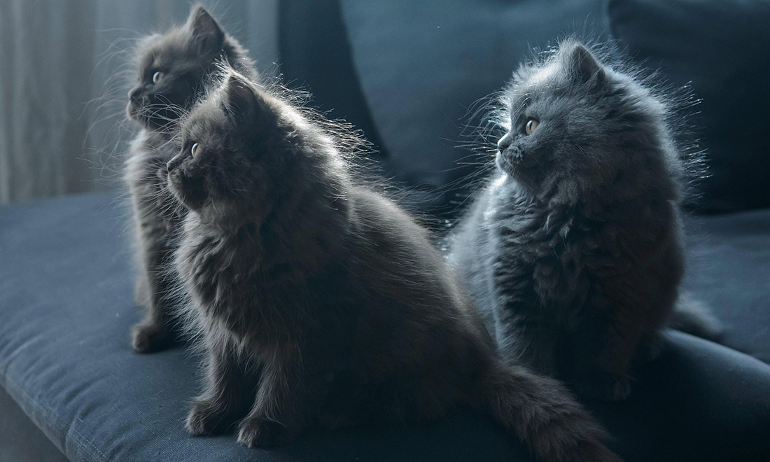 ANIMALI, le foto più belle del mese – Febbraio 2017