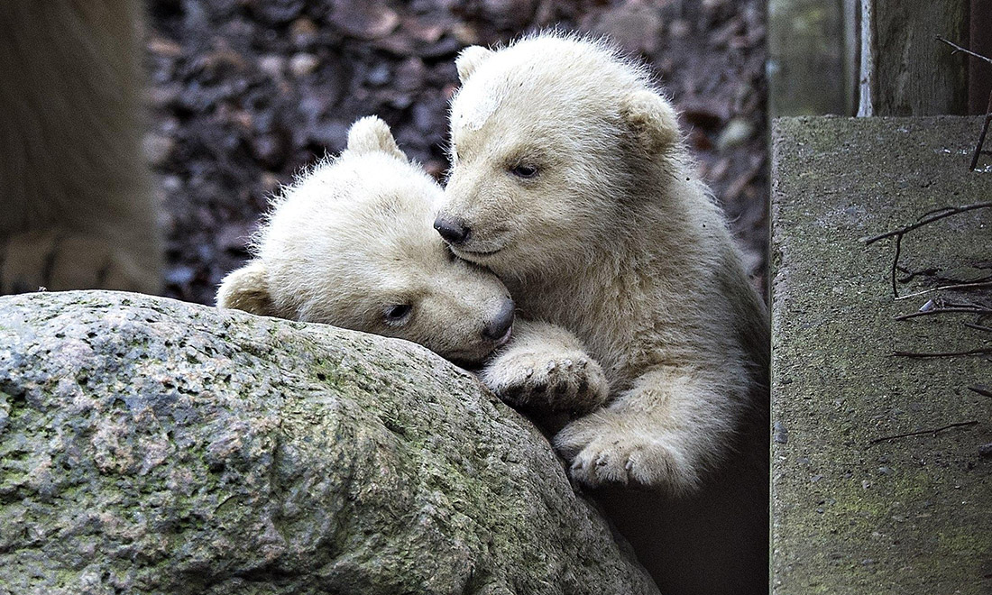 ANIMALI, le foto più belle del mese – Febbraio 2017