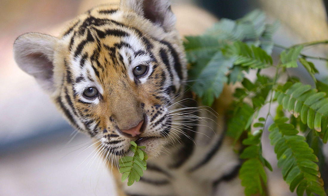 ANIMALI, le foto più belle del mese – Febbraio 2017