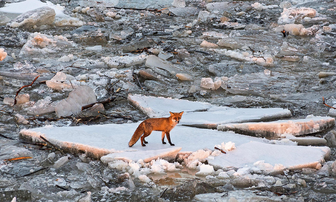 ANIMALI, le foto più belle del mese – Febbraio 2017