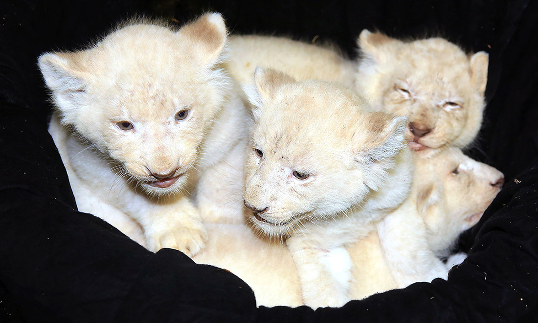 ANIMALI, le foto più belle del mese – Febbraio 2017