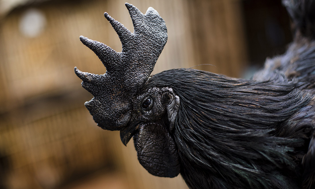 ANIMALI, le foto più belle del mese – Febbraio 2017