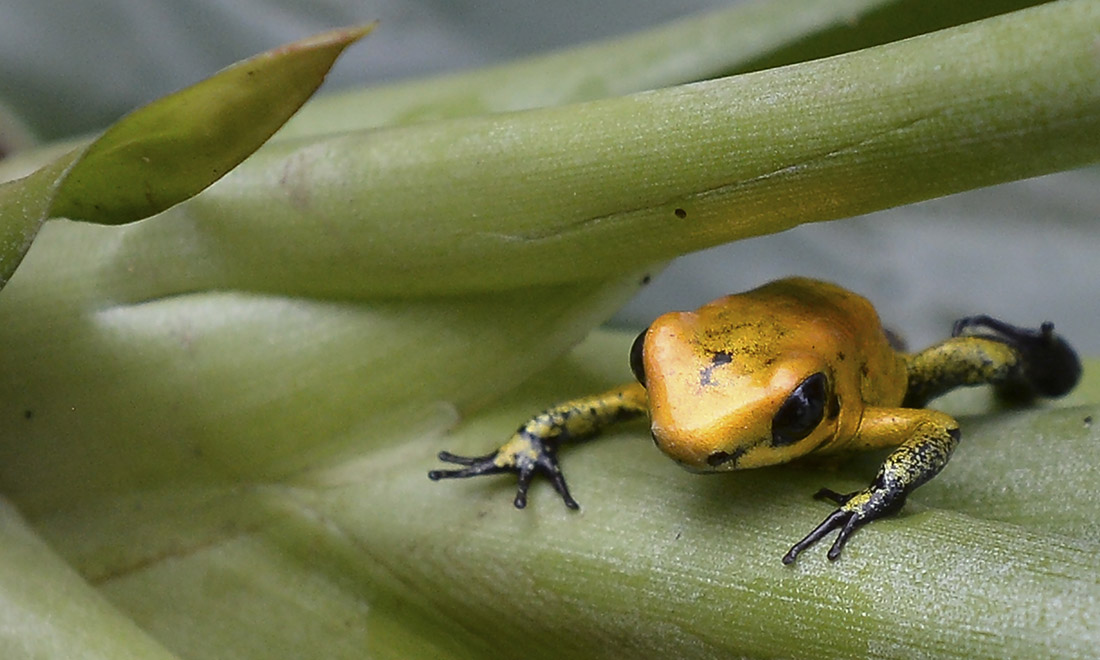 ANIMALI, le foto più belle del mese – Febbraio 2017