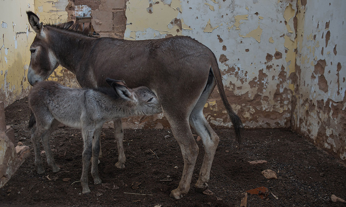 ANIMALI, le foto più belle del mese – Febbraio 2017