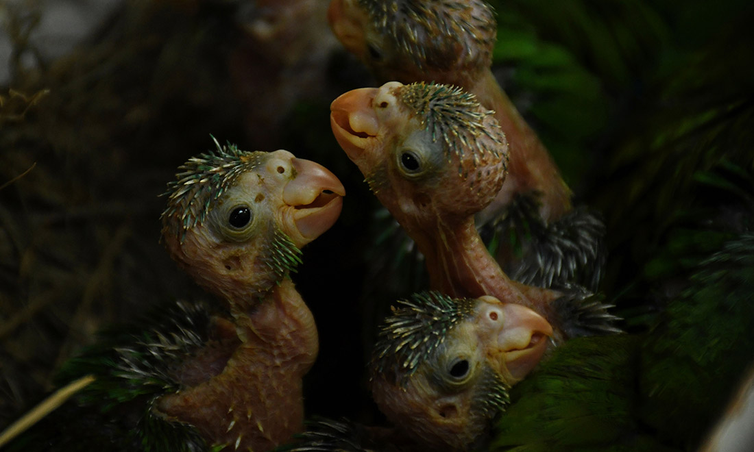 ANIMALI, le foto più belle del mese – Febbraio 2017