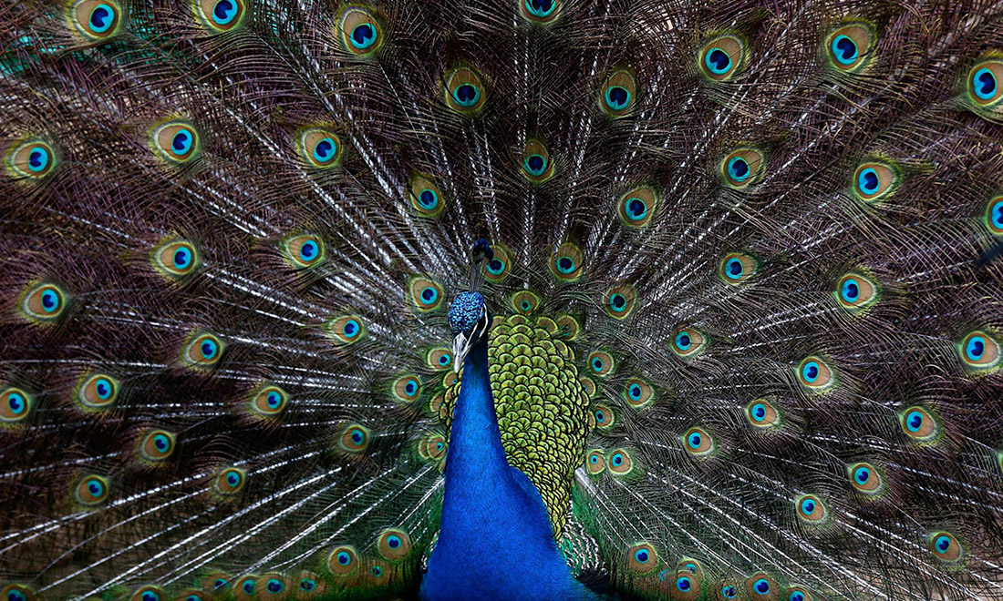 ANIMALI, le foto più belle del mese – Febbraio 2017