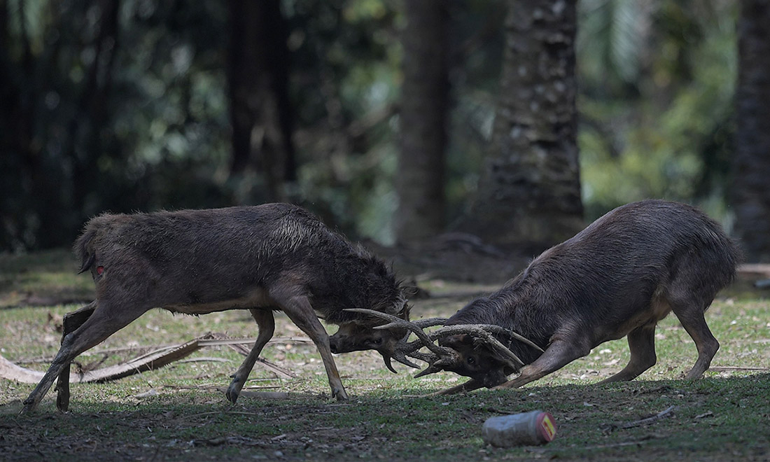 ANIMALI, le foto più belle del mese – Febbraio 2017