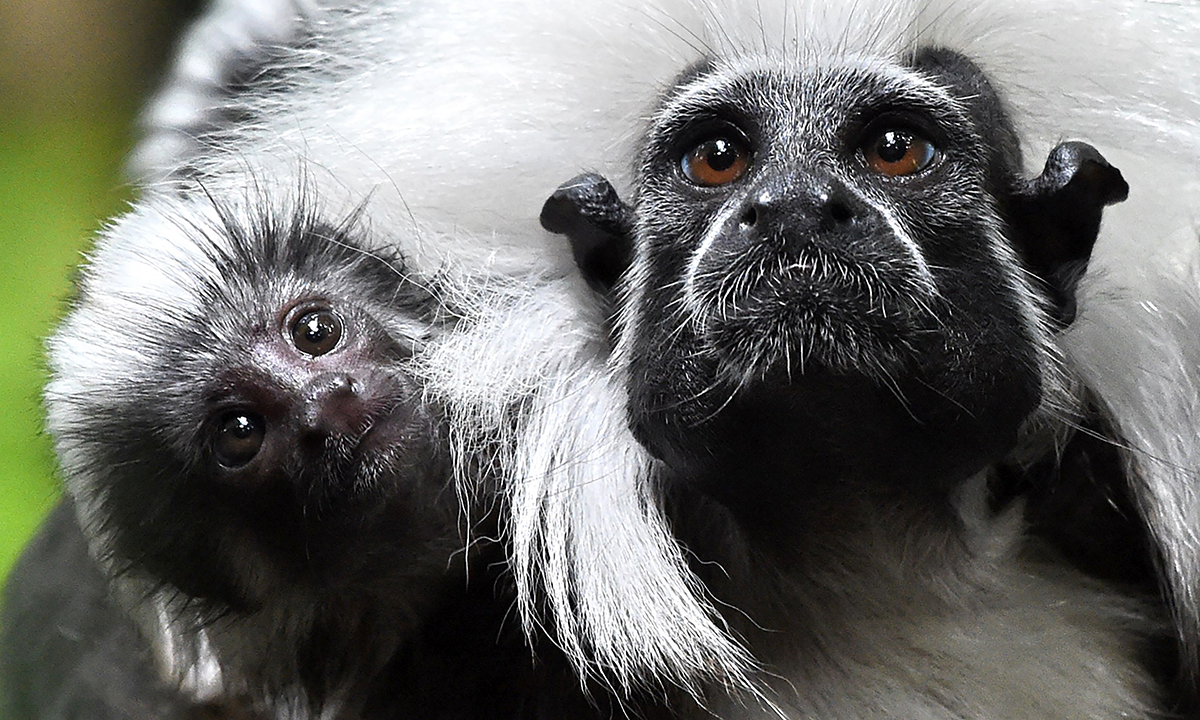 ANIMALI, le foto più belle del mese – Febbraio 2017