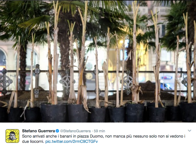 Dopo le palme, in Piazza Duomo arrivano i banani. E i social si riaccendono