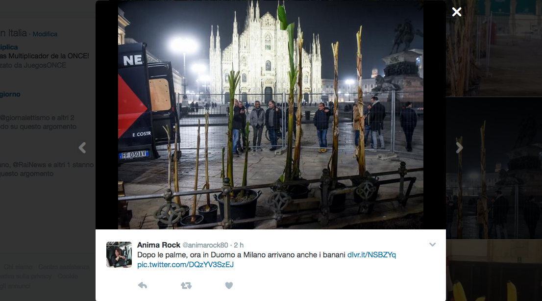 Dopo le palme, in Piazza Duomo arrivano i banani. E i social si riaccendono