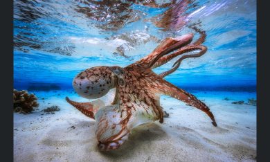 Le più belle foto subacquee dell’anno