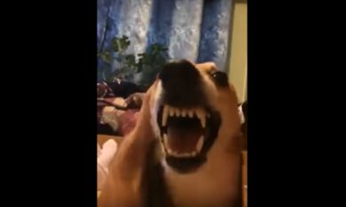 Il cane ringhia o chiacchiera?