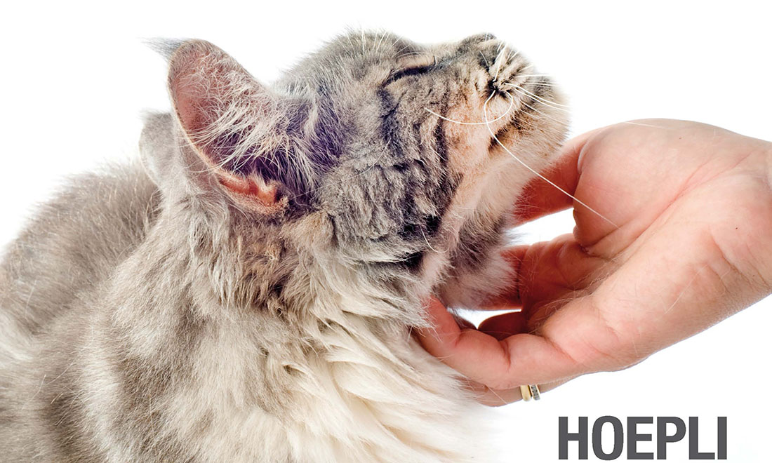 Il gatto, 10 libri sul felino di casa più amato