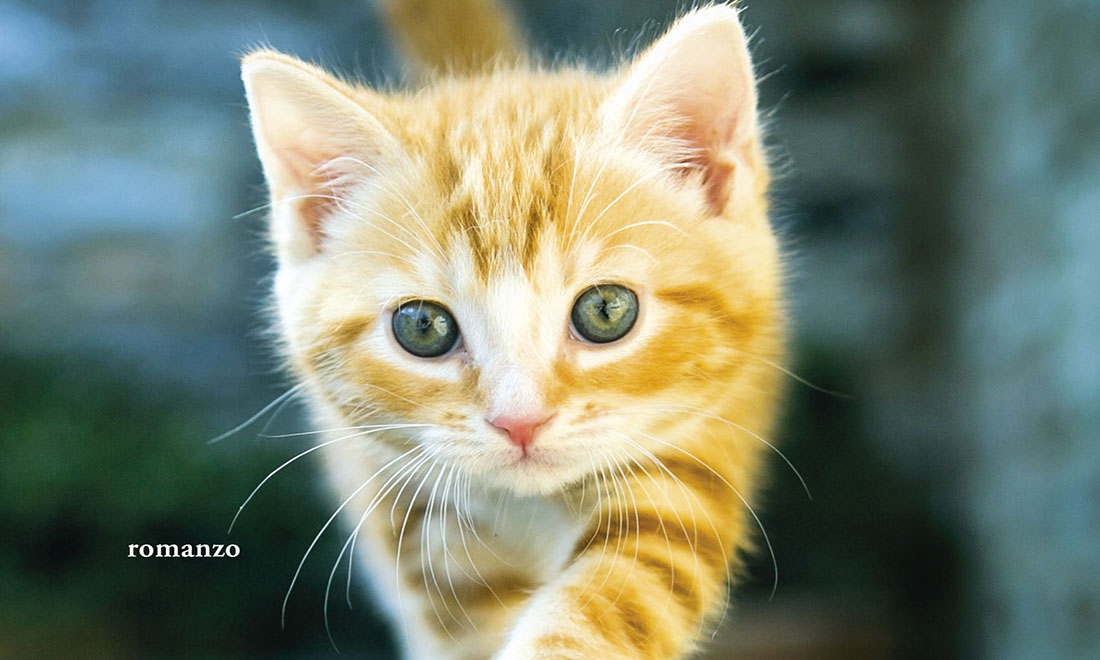 Il gatto, 10 libri sul felino di casa più amato