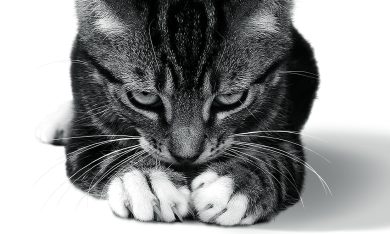 Il gatto, 10 libri sul felino di casa più amato