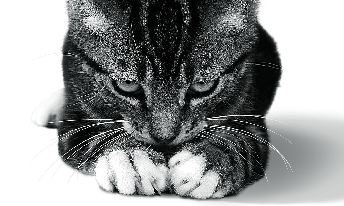 Il gatto, 10 libri sul felino di casa più amato